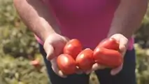 Pomodoro da industria Fantix di Syngenta