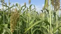 Seminart: la raccolta del sorgo Toretto seminato da Giulia