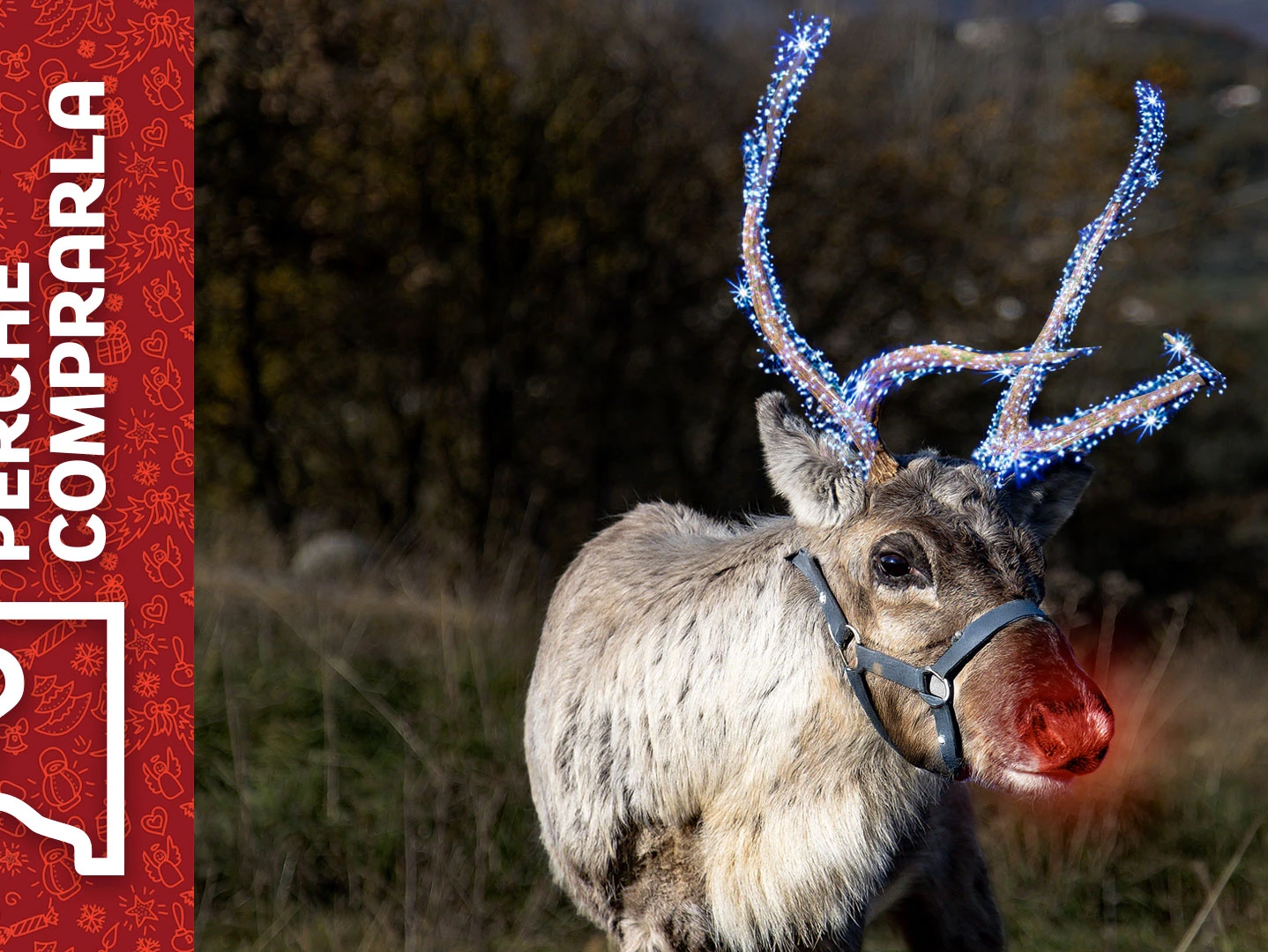 Rudolph, la renna di Babbo Natale: perché comprarla e perché no, image size:1438x1080