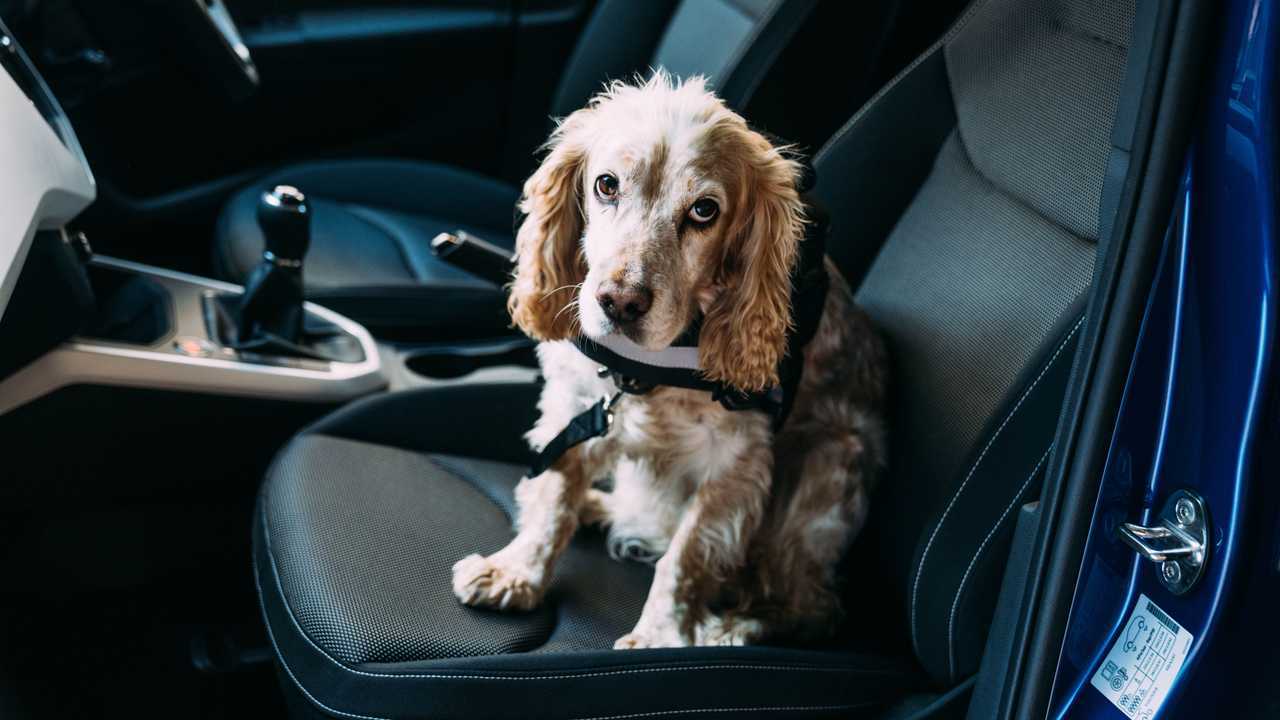 Drivers favour their dogs as much as their children when it comes to riding shotgun