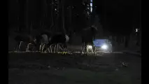 Volvo, test per evitare incidenti con animali