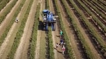 Produzione di mandorle in Sicilia: crollo del 70% a causa della siccità