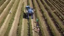 Produzione di mandorle in Sicilia: crollo del 70% a causa della siccità