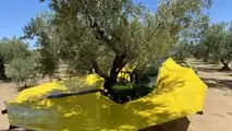 Foto - Sicma: ad Agrilevante le semoventi per la raccolta-olive