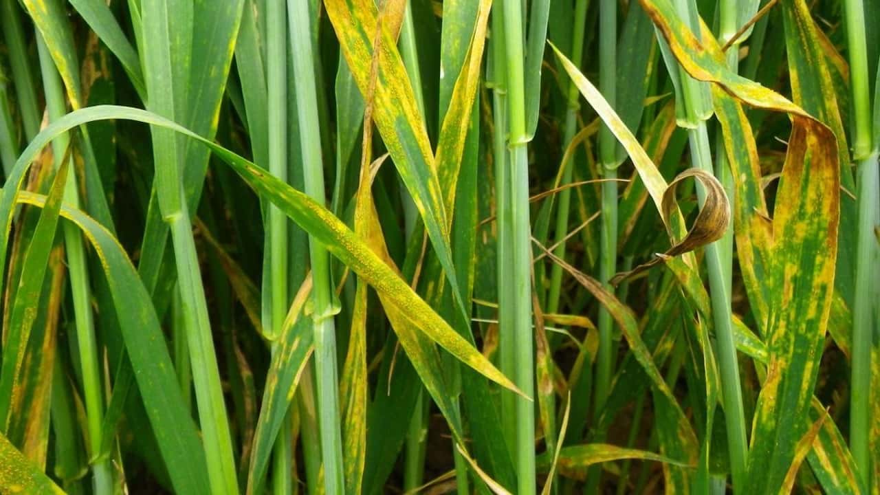 rivoluzione-in-campo-syngenta-porta-in-europa-un-biofungicida