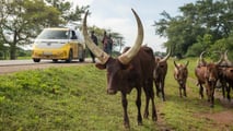 A VW É. Turnê Mundial Buzz