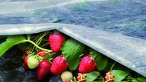 fragole-il-tessuto-plant-armor-resa-fino-a-3-56-volte-e-meno-afidi-in-prova-a-ra