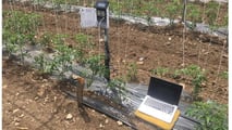 Sensori e AI per programmare i volumi irrigui del pomodoro nel 2026