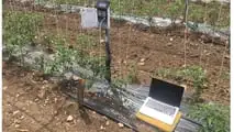 Sensori e AI per programmare i volumi irrigui del pomodoro nel 2026