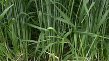 Criteri tecnici per confrontare gli ibridi di segale in funzione di foraggio, biogas o granella e della meccanizzazione disponibile in azienda
