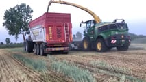 Perché la segale ibrida sta entrando nelle aziende da latte