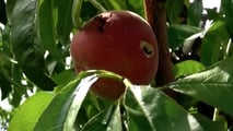 Polizze catastrofali e fondo mutualistico: cosa conviene alle imprese agricole miste?