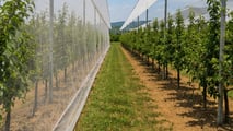 Nuove soluzioni 2026 contro cimice asiatica adattate a pero e kiwi