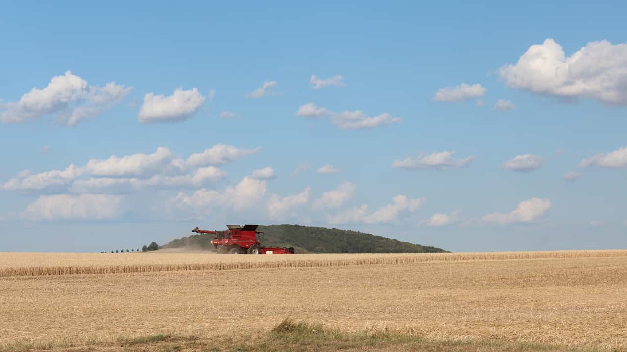 Grano duro: crolla il prezzo salgono i costi
