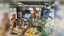 Uncle Samsen's Cats - 3