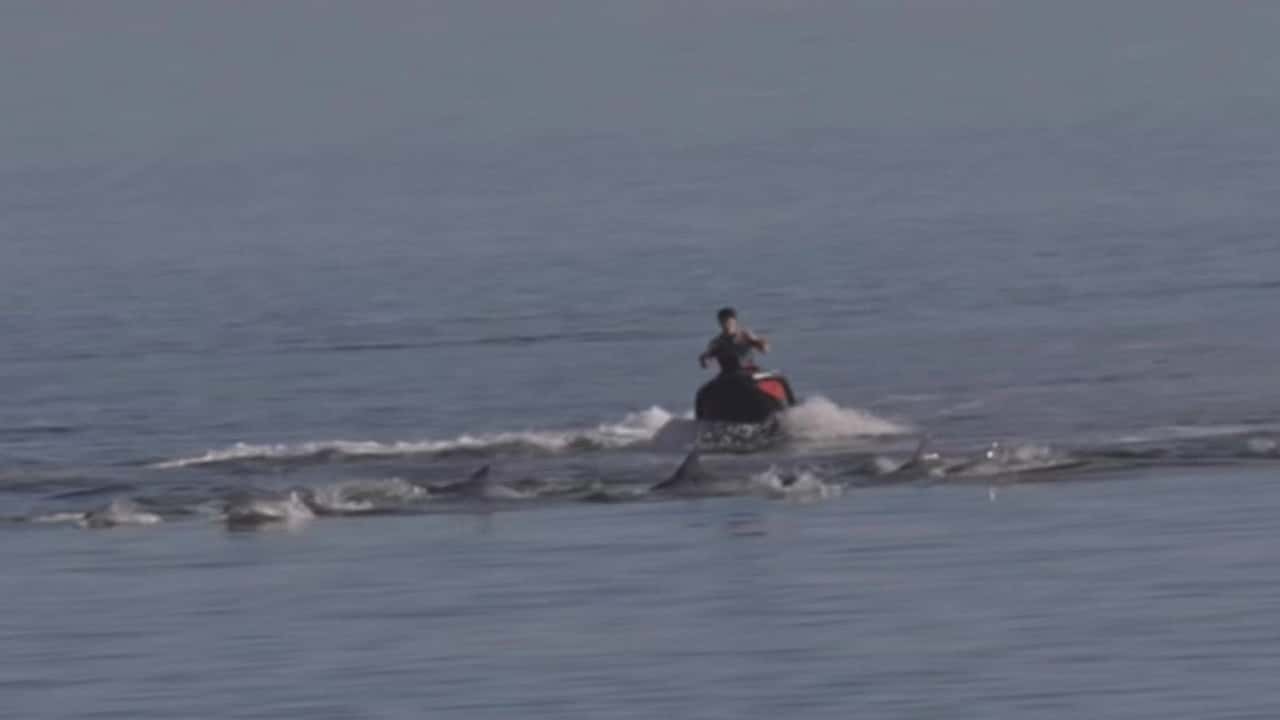 pwc rider plows though dolphins