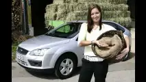 Ford fahren mit Alkohol