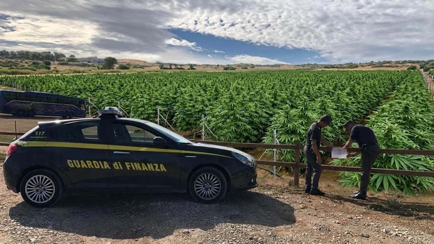 Piantagione di cannabis nel Foggiano sequestrata su 400 mq