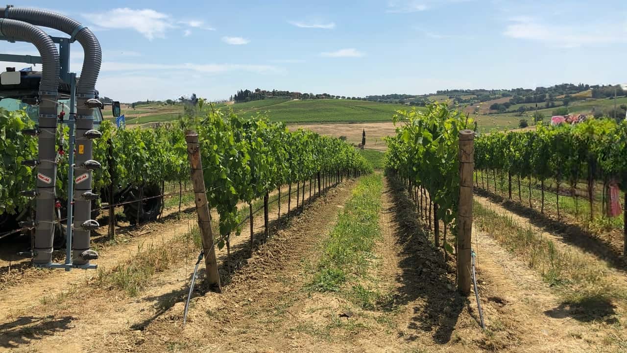 Vigneti di pregio: quando il vino di qualità fa crescere il valore dei territori