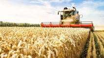Grano duro a 270-300 euro/t e costi a 1.170 euro/ha: la mietitura 2026 è in perdita. CUN, Coldiretti in piazza e filiere a rischio.