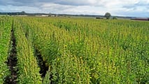 quinoa8