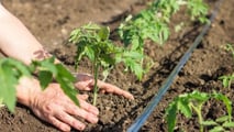 Piani radicali anti-stress per il trapianto del pomodoro da industria