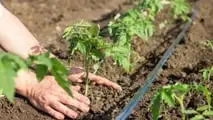 Piani radicali anti-stress per il trapianto del pomodoro da industria