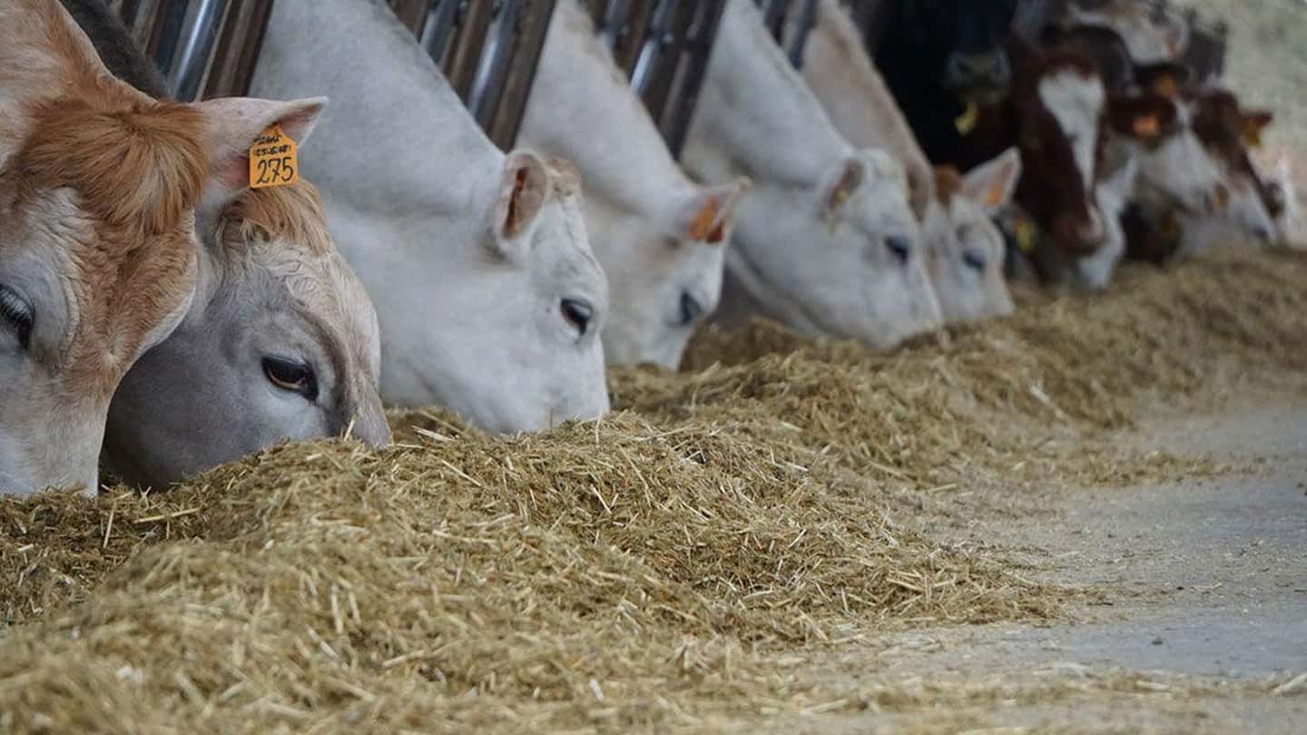 Micotossine nei foraggi non mais per bovine da latte