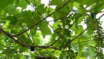 Aggiornamenti normativi, sostanze attive e strategie integrate per la difesa della vite dalle cocciniglie nel 2026,