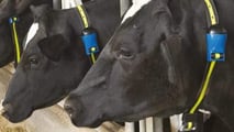 Individuare l’estro bovino: strategie tra comportamento e sensori