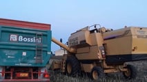Analisi del ruolo del girasole alto oleico nelle rotazioni cerealicole, nelle filiere olio e biocarburanti e nelle scelte di meccanizzazione aziendale