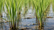 Scelta e integrazione di Rifit 2026 e nuovi erbicidi nel riso tra infestanti difficili, rotazioni HRAC, residui e regolazioni della botte