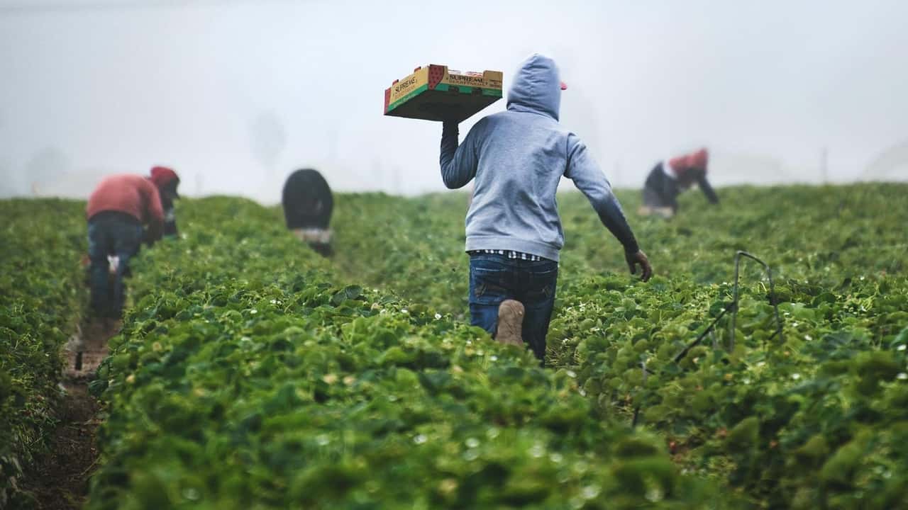  Rinnovo CCNL agricoli 2026: +5,1% e nuove tutele lavoratori