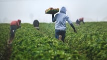  Rinnovo CCNL agricoli 2026: +5,1% e nuove tutele lavoratori