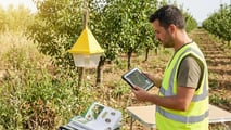 Cimice asiatica e caldo precoce: nuove finestre critiche per pero e kiwi