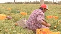 oucher lavoro agricolo 2026: regole, limiti e uso in azienda