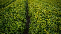 Potassio in soia 2026: strategie K-Mg per resa, noduli e stress