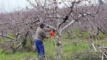 Strategie pratiche per contenere marciumi in frutteto in annate climatiche estreme