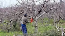 Strategie pratiche per contenere marciumi in frutteto in annate climatiche estreme