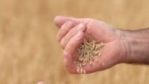 Integrazione tra biostimolanti, concimazione e fungicidi sull’orzo e criteri di scelta, fasi critiche, gestione miscele e riferimenti normativi 