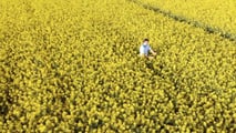 Colza e reddito aziendale: costi, ricavi e rischio nel 2026