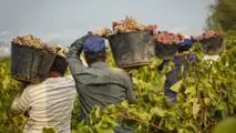 La riforma TFR 2026 non ha un regime dedicato per i contratti a termine: ecco le incertezze su stagionali, intermittenti e operai agricoli