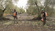 Raccolta olive 2026: la formazione sicurezza diventa obbligo