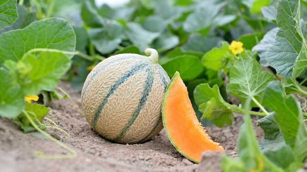 Syngenta Vegetable Seeds: SERAFIN melone precoce