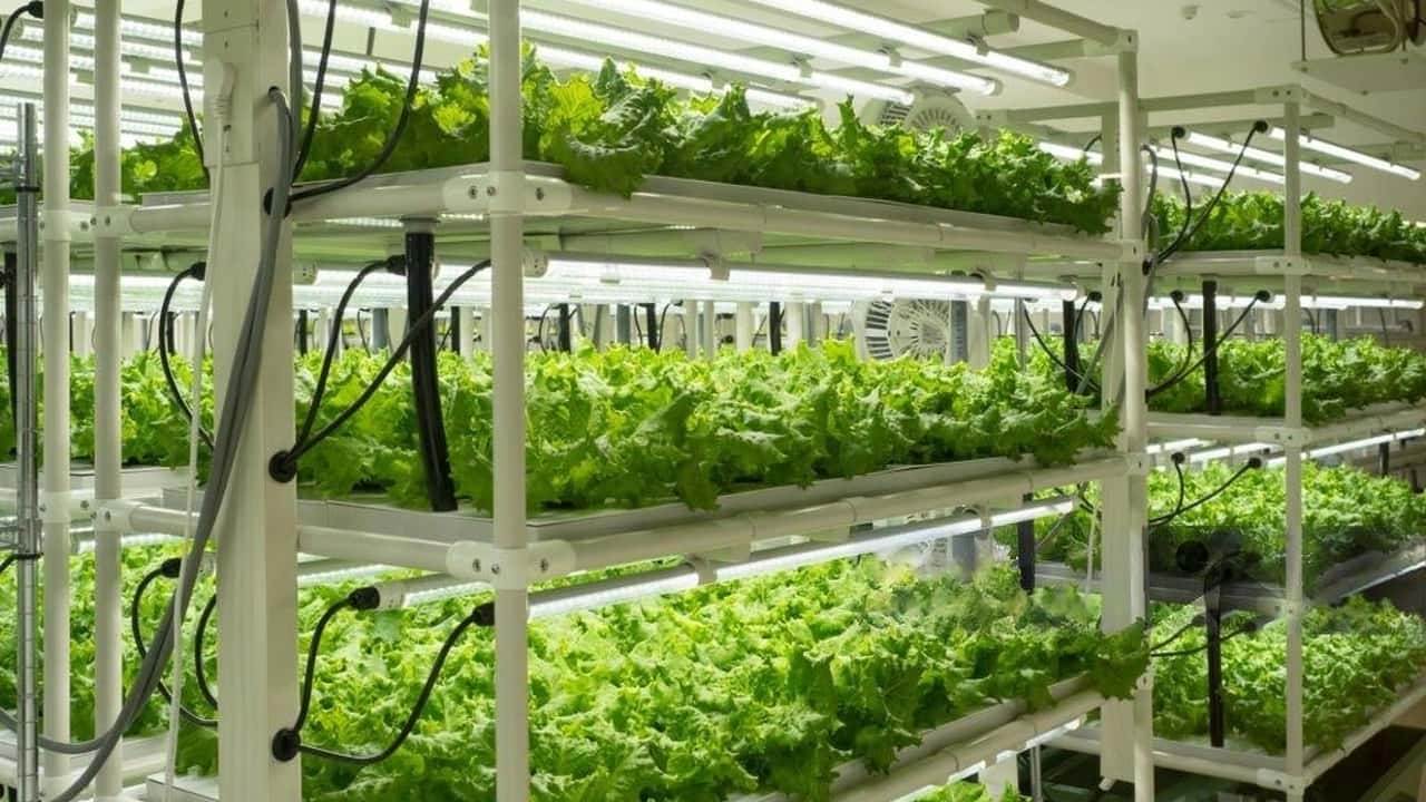 Regole ad hoc per vertical farming e colture fuori terra