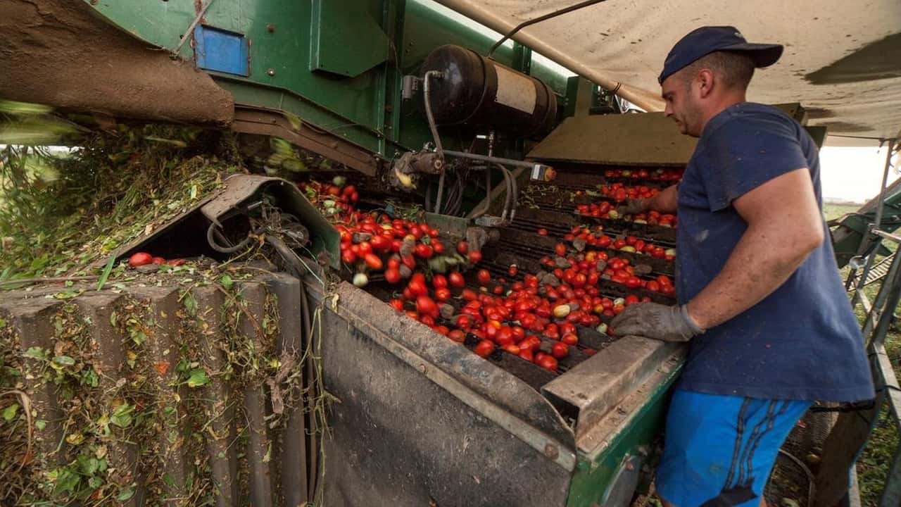 Filierpomodoro: accordo tra Unionfood e Confagricoltura
