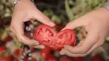 Pomodoro da industria Fantix di Syngenta
