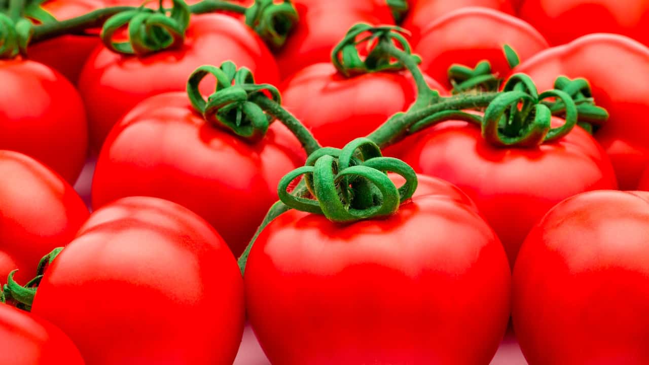 syngenta-lancia-exort-microrna-a-50-mg-ha-sulle-foglie-per-aumentare-le-rese-fin