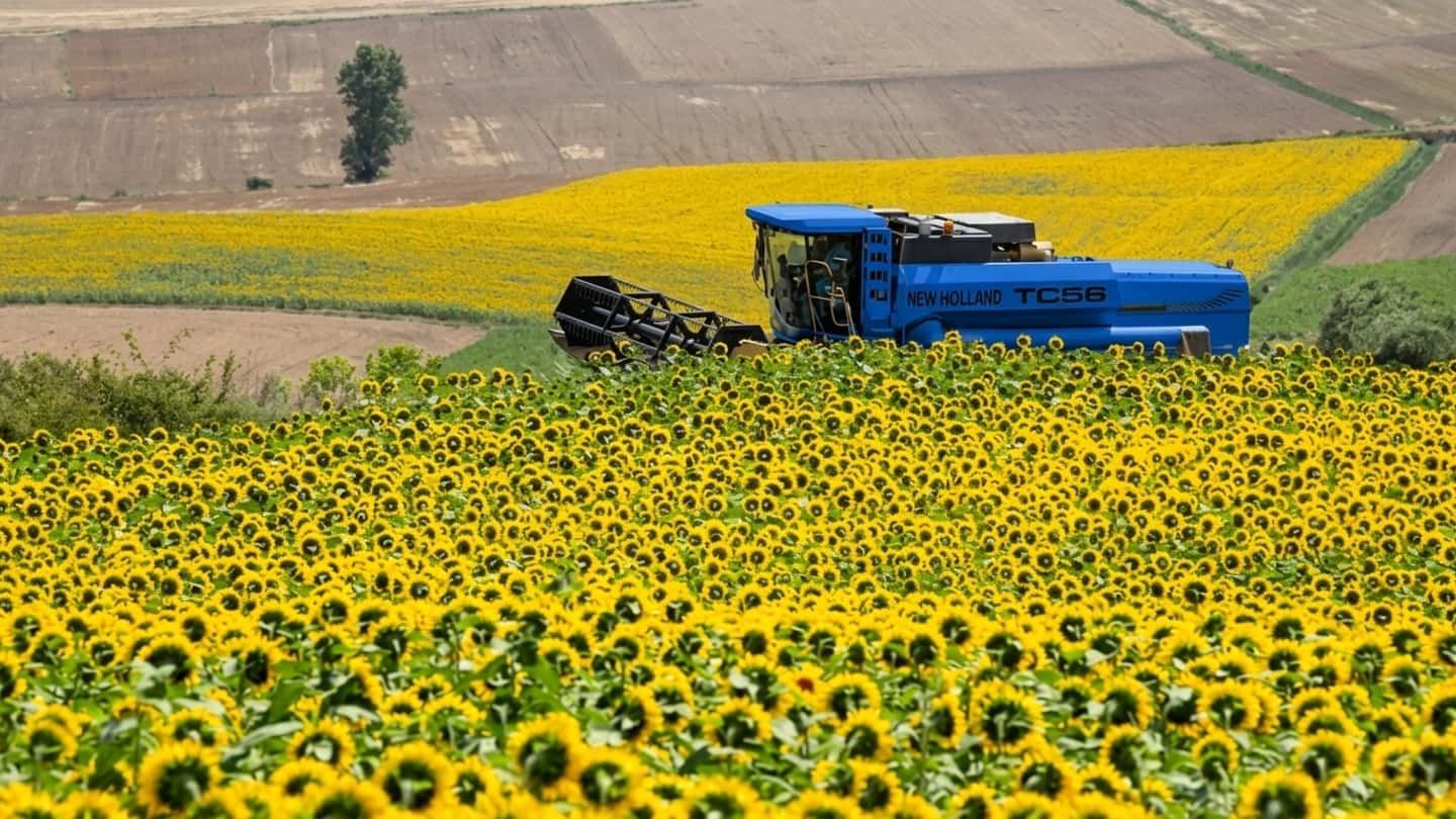 Piccioni e girasole in Valdinievole, perdite fino al 70%