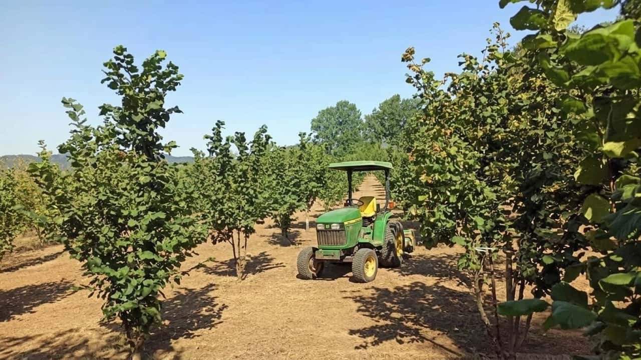 nocciole-calabresi-raccolta-raddoppiata-15-q-ha-nei-giovani-impianti-ma-recinzio
